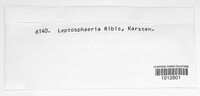 Leptosphaeria ribis image